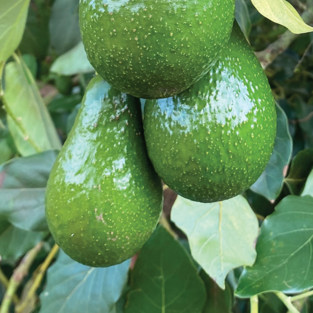 Fruit picking jobs available in North Queensland Dorrian Family Farms